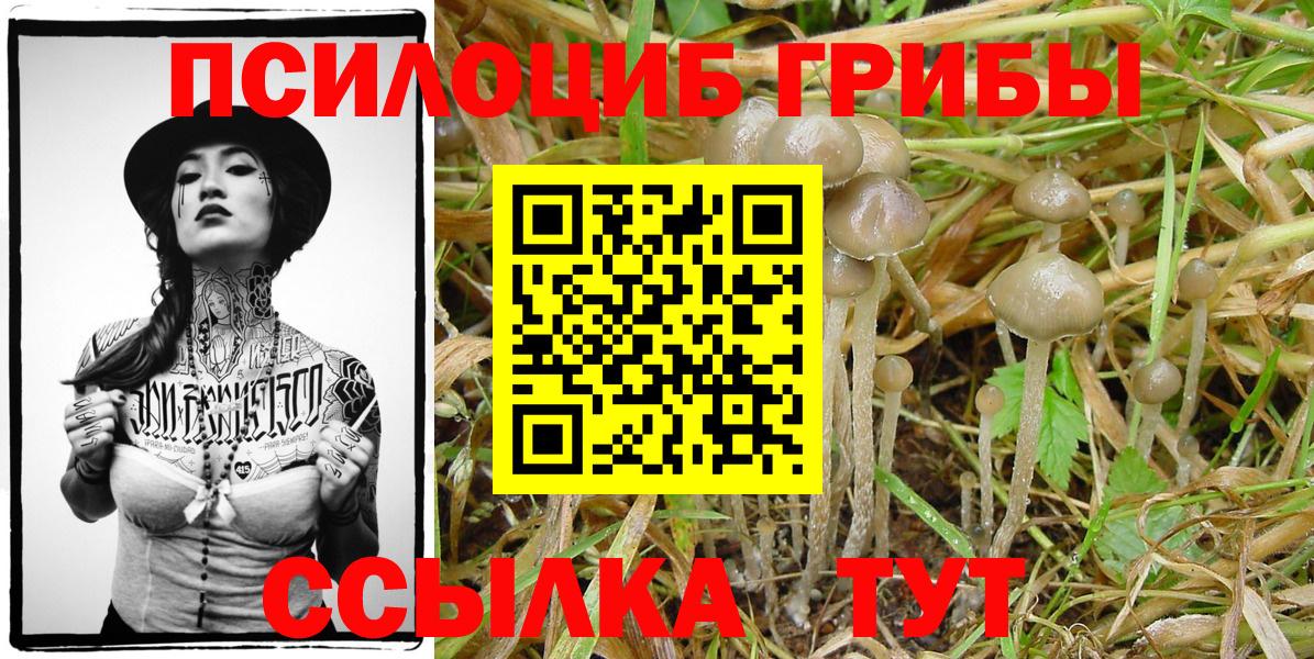 Кулебаки  Галлюциногенные грибы Psilocybine cubensis  Вход с VPN 